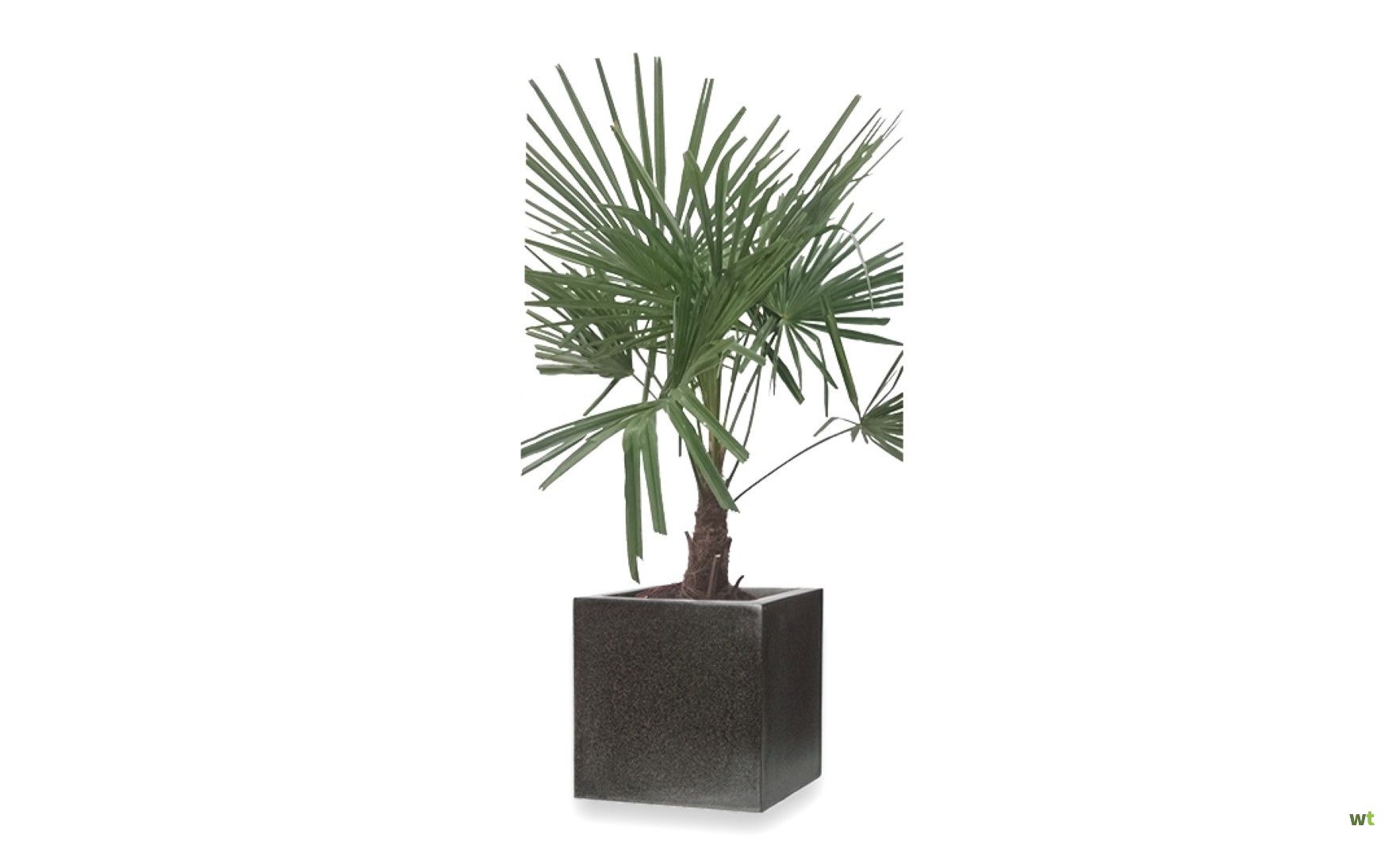 Om te mediteren Demonteer Toeschouwer Winterharde Palmboom stamhoogte 30 cm en hoogte 120 cm in pot Vierkant V  60x60x60 zwart Capi Warentuin Natuurlijk