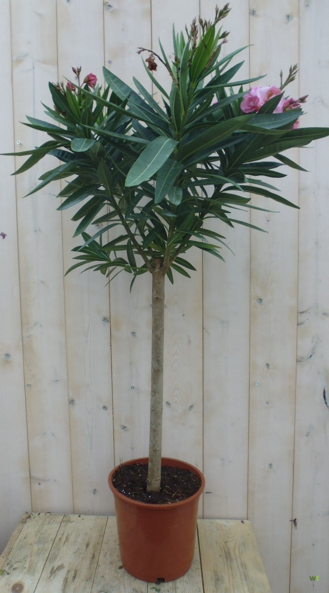 Oleander 90 cm Warentuin Natuurlijk