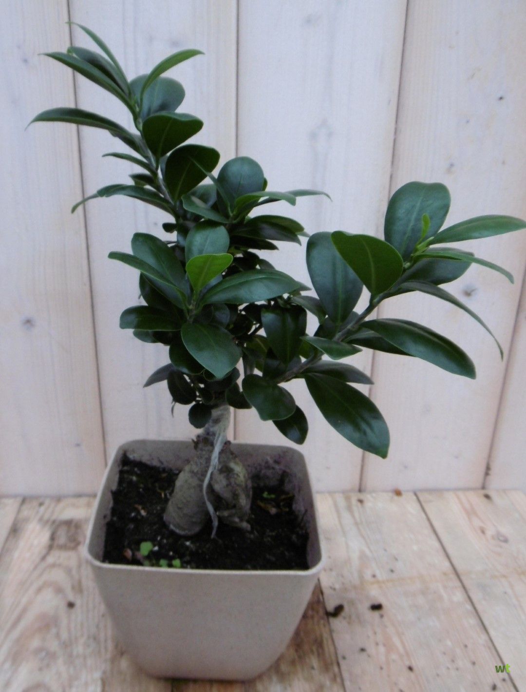 Dankzegging spuiten Losjes Kamerplant Bonsai Ficus Microcarpa 30 cm Warentuin Natuurlijk