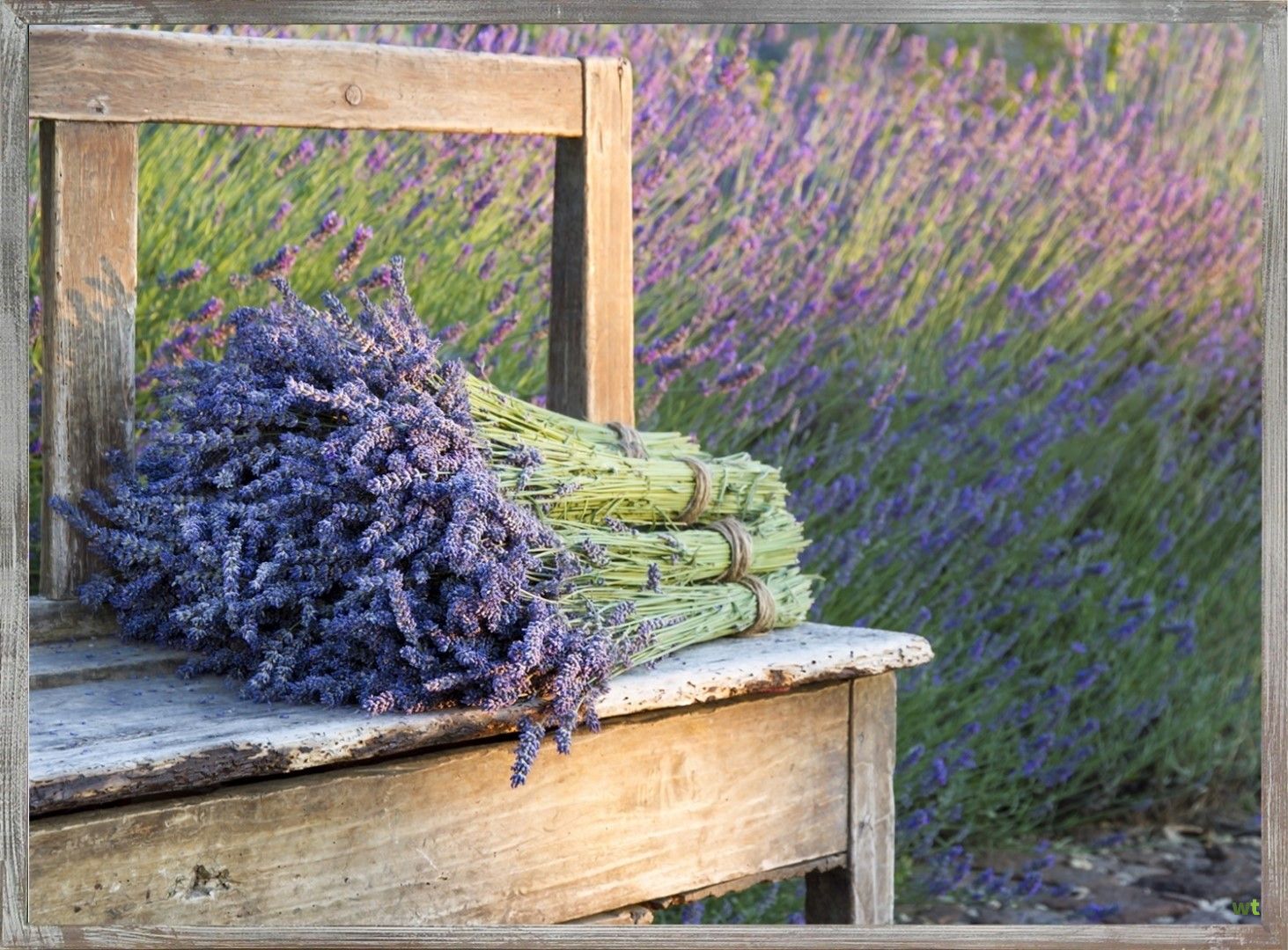 welvaart Th bedrijf Buiten canvas lavendel in frame 58x78 cm Home & Garden