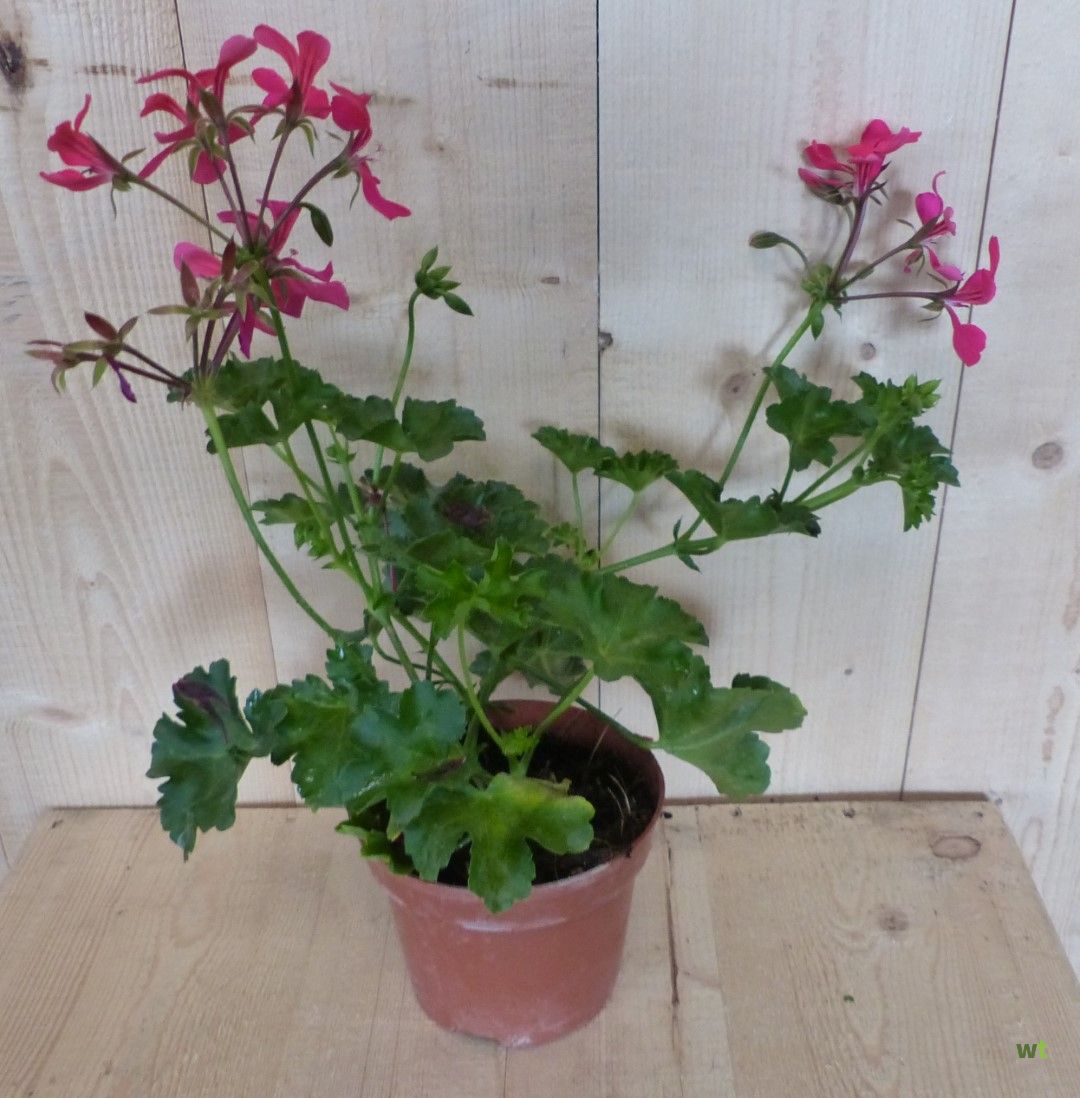 bizon Kinderachtig Gorgelen 3 stuks! Perkplant Oostenrijkse geranium hangplant roze Warentuin Natuurlijk