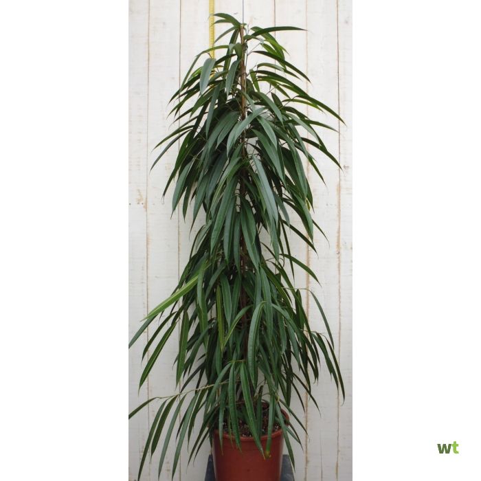 Kamerplant Ficus Smal 160 cm Warentuin Natuurlijk