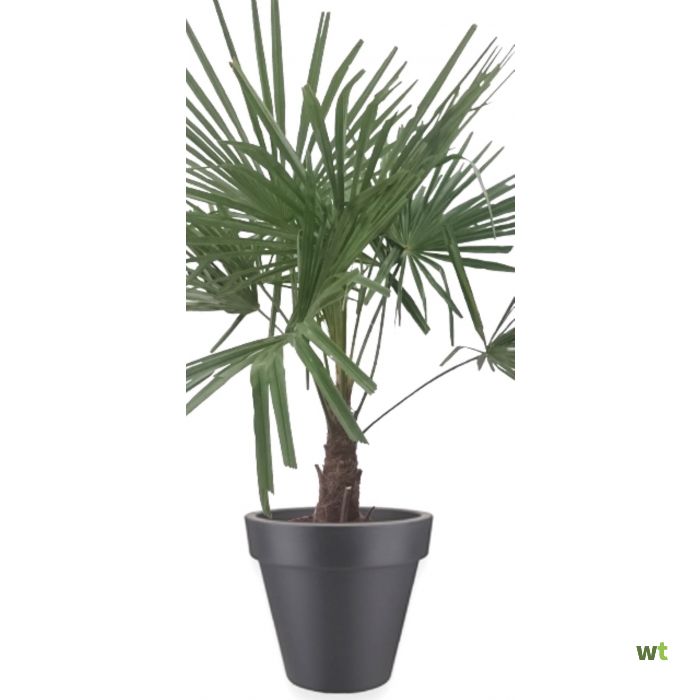 Bij zonsopgang Romanschrijver Intrekking Winterharde Palmboom stamhoogte 30 cm en hoogte 120 cm in pot Pure Round 60  antraciet Elho