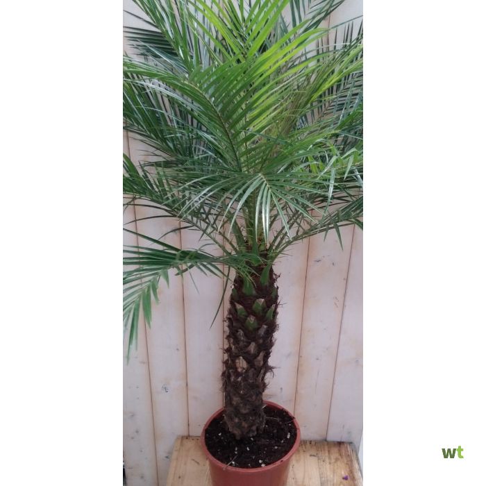 Geelachtig Soeverein Integraal Palmboom 120 cm Waterntuin Natuurlijk