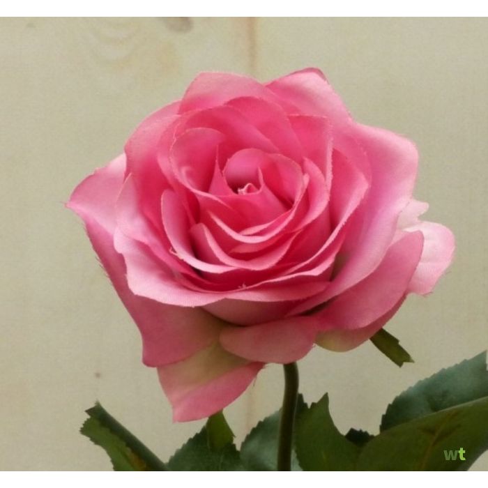 Kunst roos op groot roze Warentuin Mix