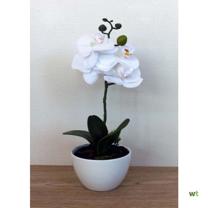 Productie Arashigaoka ongezond Orchidee in schaal wit klein 11 X 30 cm Kunststof Oosterik Home