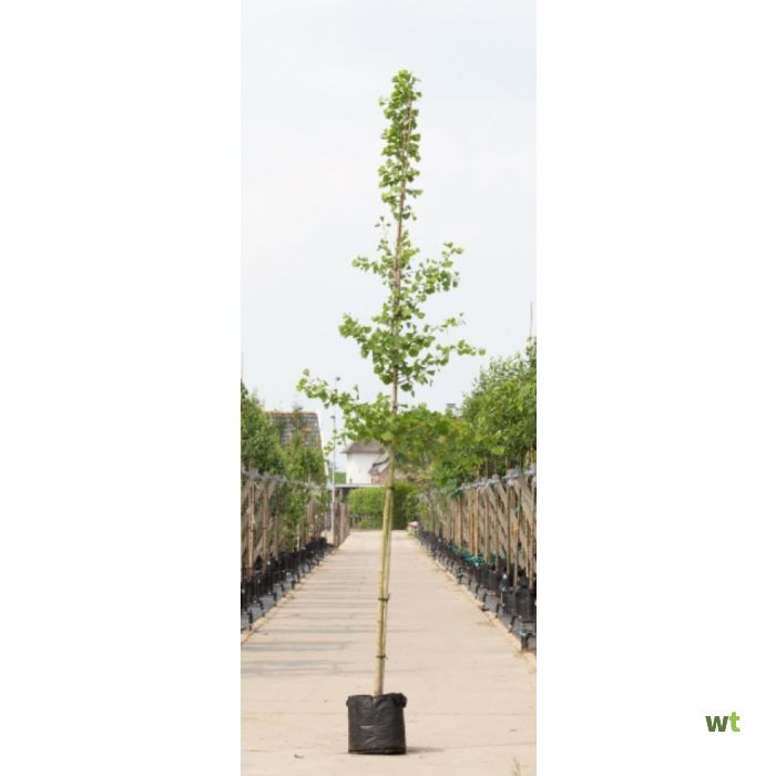 Of Zwijgend Miniatuur Japanse notenboom Ginkgo biloba h 250 cm st. omtrek 8 cm boom Warentuin  Natuurlijk
