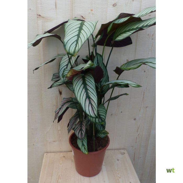 Beeldhouwwerk Keuze tweeling Kamerplant Calathea Whitestar Pauwenplant wit blad 60 cm Warentuin  Natuurlijk
