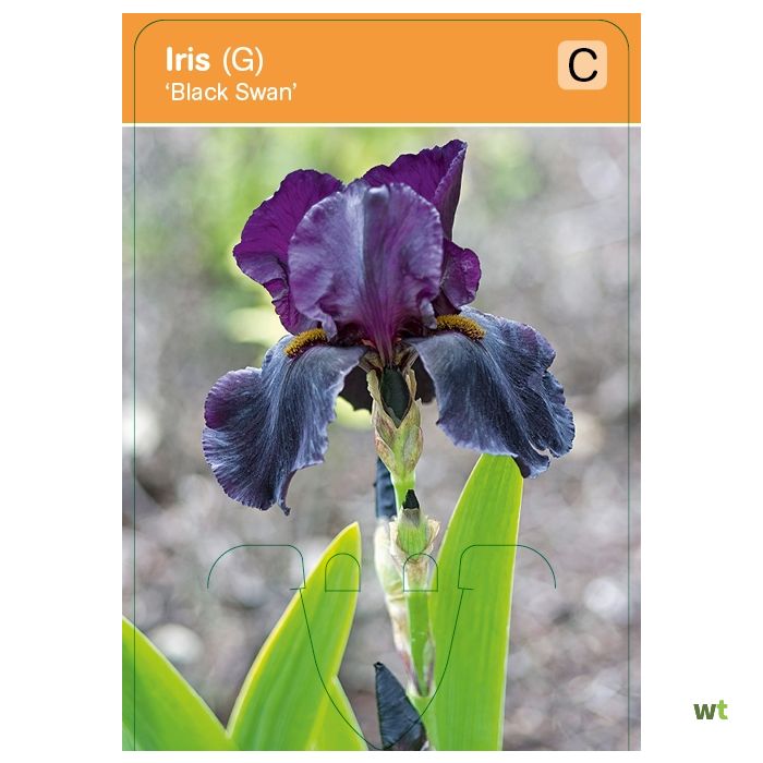 koolhydraat Kan niet Geit Hoge baardiris Iris germanica 'Black Swan' vasteplant VIPS