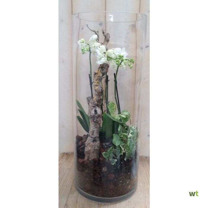 Smerig ontwerper kroon Phalaenopsis Orchidee in glas