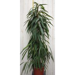 Kamerplant Ficus Alii Binnendijkii Smal blad 160 cm Warentuin Natuurlijk