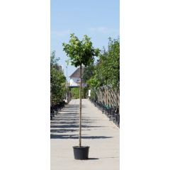 Amberboom bolvorm Liqiudambar s. Gum Ball h 220 cm st. omtrek 8 cm st. h 180 cm boom Warentuin Natuurlijk