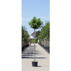 Amberboom bolvorm Liqiudambar s. Gum Ball h 240 cm st. omtrek 8 cm st. h 200 cm boom Warentuin Natuurlijk