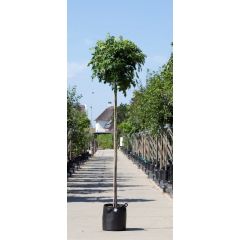 Amberboom bolvorm Liqiudambar s. Gum Ball h 260 cm st. omtrek 8 cm st. h 220 cm boom Warentuin Natuurlijk