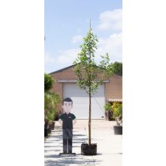 Amberboom worplesdon Liquidambar st. Worplesdon h 450 cm st. omtrek 16 cm boom Warentuin Natuurlijk