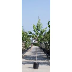Amberboom Liquidambar styraciflua h 250 cm st. omtrek 8 cm boom Warentuin Natuurlijk