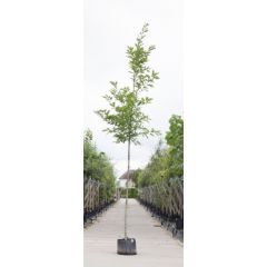 Amerikaanse eik Quercus rubra h 250 cm st. omtrek 8 cm boom Warentuin Natuurlijk
