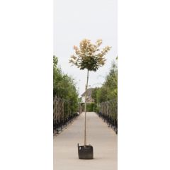 Bol Gele Esdoorn Acer ps. Brilliantissimum h 150 cm st. omtrek 6 cm st. h 120 cm boom Warentuin Natuurlijk