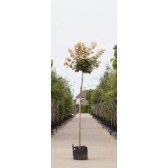 Bol Gele Esdoorn Acer ps. Brilliantissimum h 180 cm st. omtrek 6 cm st. h 150 cm boom Warentuin Natuurlijk