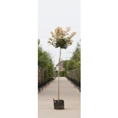 Bol Gele Esdoorn Acer ps. Brilliantissimum h 210 cm st. omtrek 8 cm st. h 180 cm boom Warentuin Natuurlijk