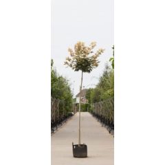 Bol Gele Esdoorn Acer ps. Brilliantissimum h 230 cm st. omtrek 8 cm st. h 200 cm boom Warentuin Natuurlijk