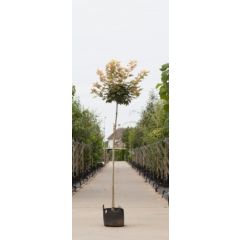 Bol Gele Esdoorn Acer ps. Brilliantissimum h 250 cm st. omtrek 16 cm st. h 220 cm boom Warentuin Natuurlijk
