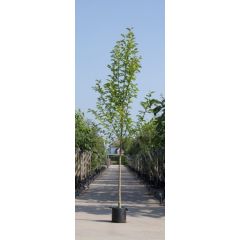 Beverboom Magnolia kobus h 350 cm st. omtrek 12 cm boom Warentuin Natuurlijk