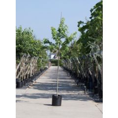 Amberboom Liquidambar styraciflua h 350 cm st. omtrek 12 cm boom Warentuin Natuurlijk