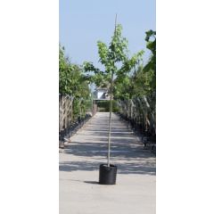 Amberboom Liquidambar styraciflua h 450 cm st. omtrek 16 cm boom Warentuin Natuurlijk