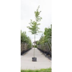 Amerikaanse eik Quercus rubra h 350 cm st. omtrek 12 cm boom Warentuin Natuurlijk