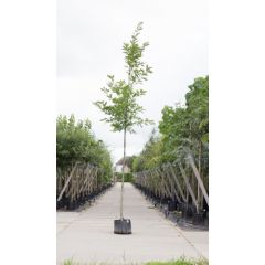 Amerikaanse eik Quercus rubra h 450 cm st. omtrek 16 cm boom Warentuin Natuurlijk