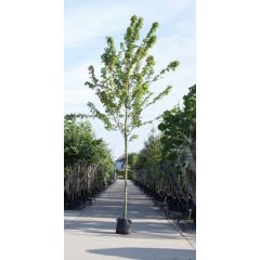 Amerikaanse rode esdoorn Acer rubrum h 350 cm st. omtrek 12 cm boom Warentuin Natuurlijk