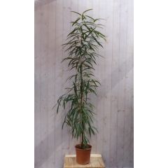 Kamerplant Ficus Alii Binnendijkii 200 cm Warentuin Natuurlijk
