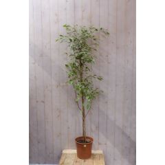 Kamerplant Ficus donkergroen 160 cm Warentuin Natuurlijk