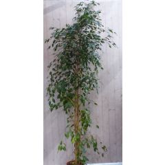 Kamerplant Ficus donkergroen 200 cm Warentuin Natuurlijk