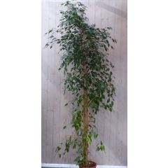 Kamerplant Ficus donkergroen 250 cm Warentuin Natuurlijk