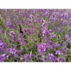 IF Plant van de week! Angustifolia Lavendel paars potmaat 20 cm voor 9.99 euro
