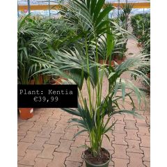 OB Kentia plant 180 centimeter voor 39.99 euro
