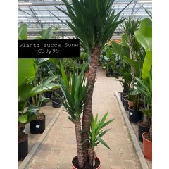 OD Yucca Sone plant 180 centimeter voor 39.99 euro