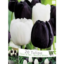 hoofd meer Pigment Tulp Mix zwart & wit Mosselman