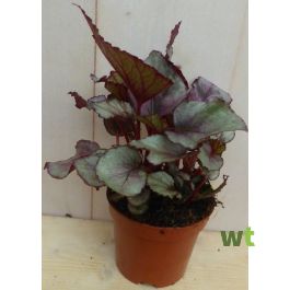 Kamerplant Mini blad Begonia Rood Begoniaceae Warentuin