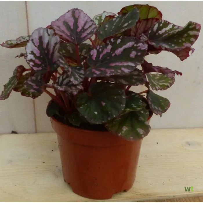 Ik geloof Peer Beide Kamerplant Mini blad Begonia Rood Begoniaceae Warentuin Natuurlijk