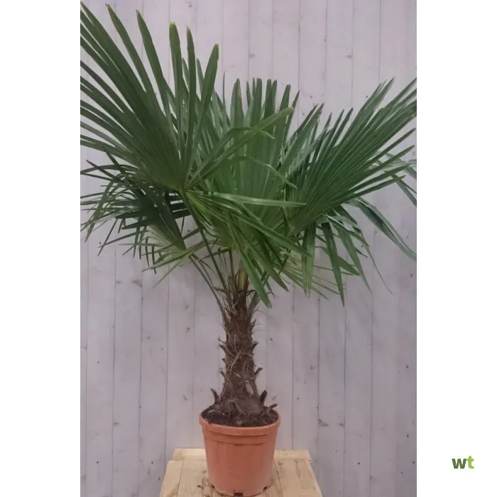 Sjah Commotie ontbijt Winterharde Palmboom stamhoogte 30 cm en hoogte 150 cm Warentuin Natuurlijk